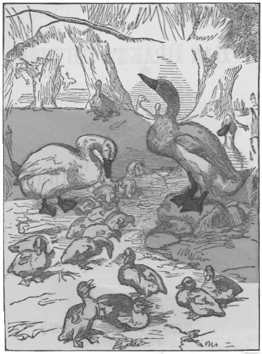 Old Mother Duck has hatched a brood of ducklings