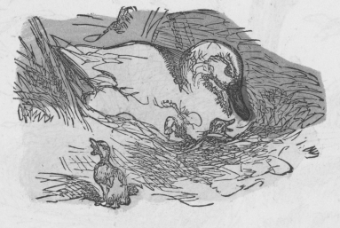 mother and ducklings