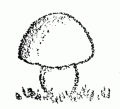 toadstool