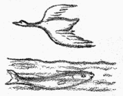 migrating birds and fish