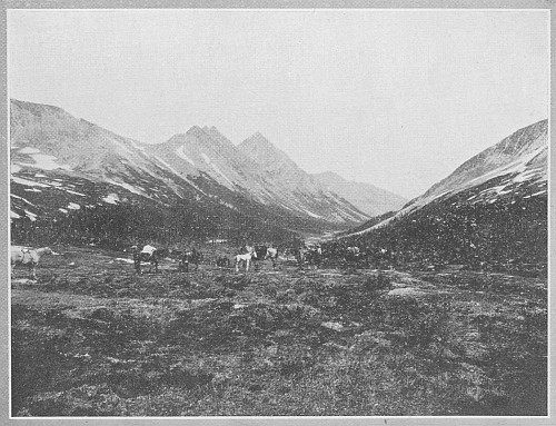 PACK TRAIN GOING INTO THE TONQUIN VALLEY