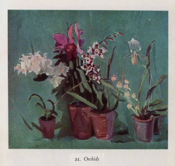 Orchids