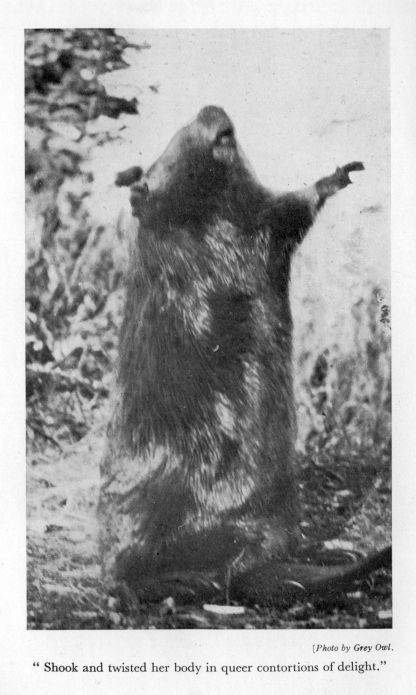 "Shook and twisted her body in queer contortions of delight."  <I>Photo by Grey Owl.</I>