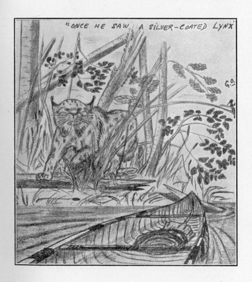 Once he saw a silver-coated lynx