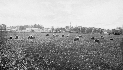 A field on the borders of a village