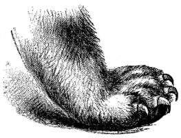 cat's foot and paw.