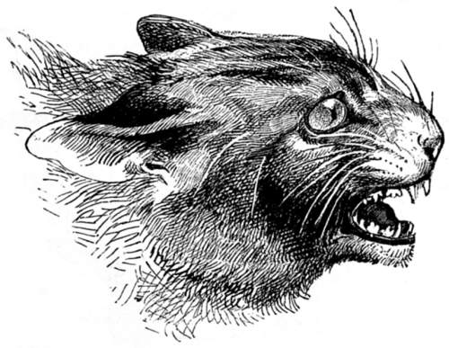 Cat showing its teeth.