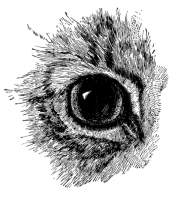 cat's eye with pupil open.