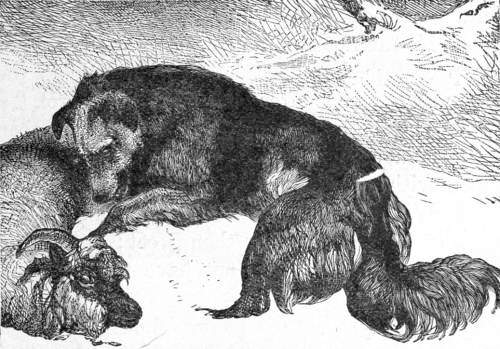 Dog asleep with a ram.