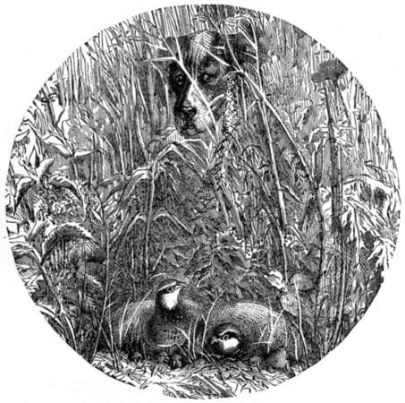 Dog pointing quail among reeds.