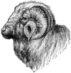 Head of Merino Ram.