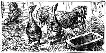 Geese and chicken at the pig's empty trough.