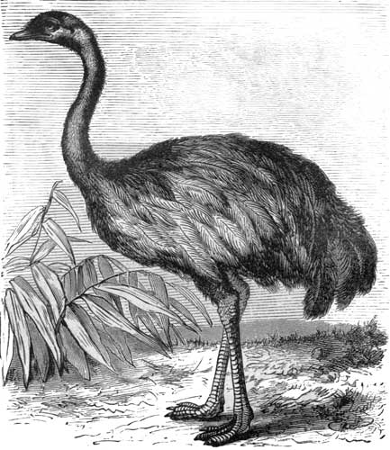 The Ostrich at Rest.