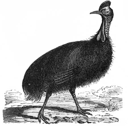 The Cassowary.