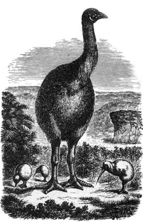 Wingless Birds of New Zealand.&mdash;The Giant Moa.