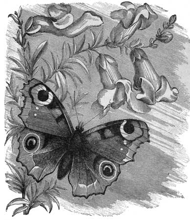 The Peacock-Butterfly.