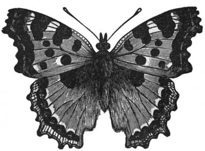 Large Tortoise-Shell Butterfly.