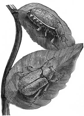 The Cockchafer feeding.