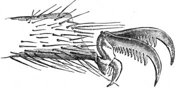 Claw of the Spider magnified.