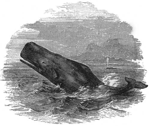 The Sperm-Whale.