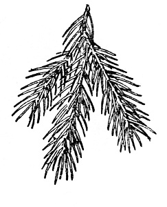 White Spruce