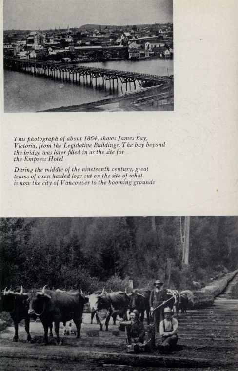 James Bay, Victoria; teams of oxen