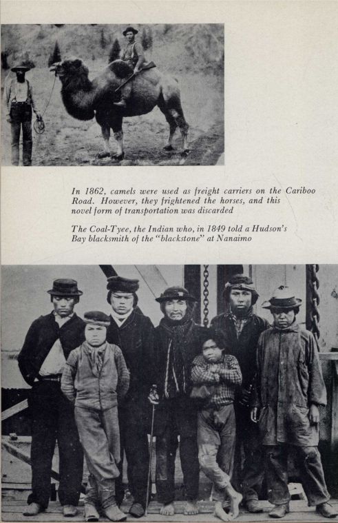 Camels, Coal-Tyee