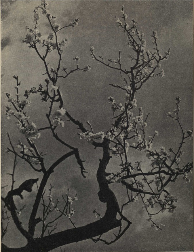 Plum blossom