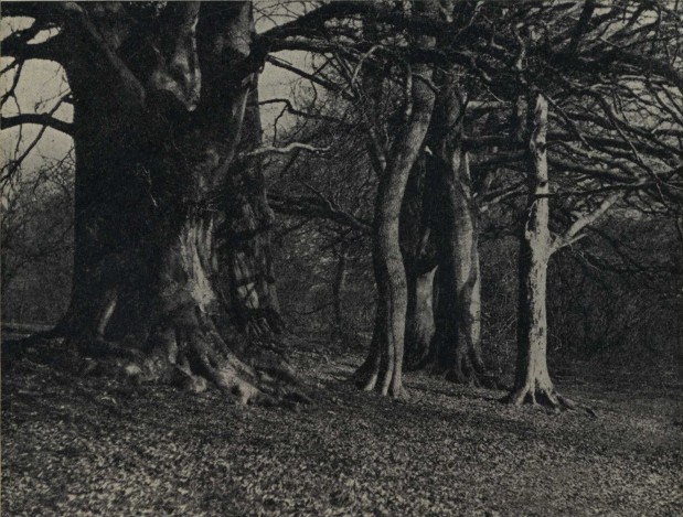 Beech wood