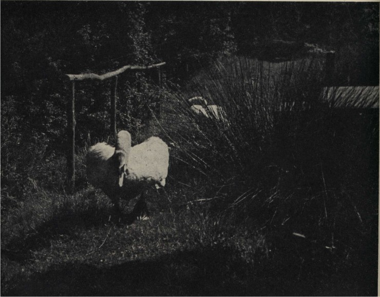 The swan that refused to take to the water