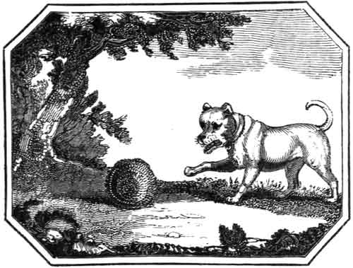 THE THREE
    HEDGEHOGS.