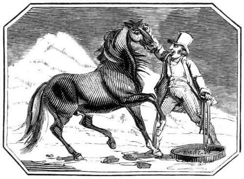 THE
    SHETLAND PONY.