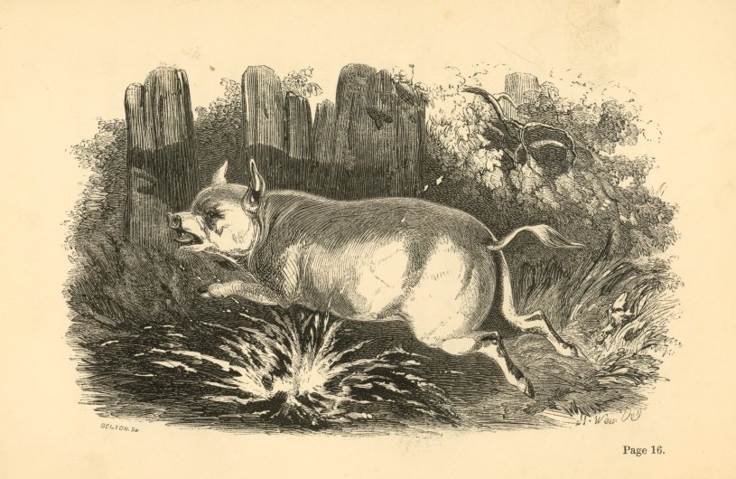 Wilful and the frightening spark