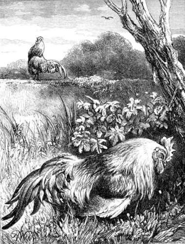 THE FIGHTING COCK AND EAGLE.