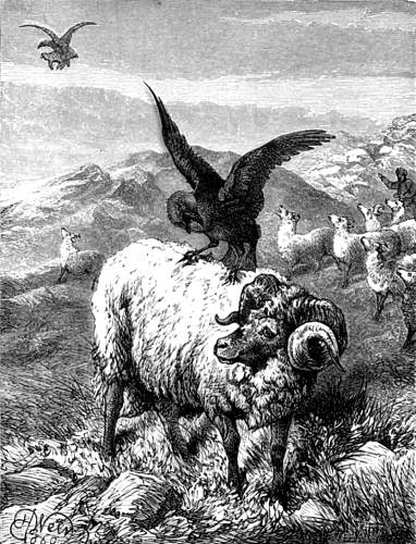 THE JACKDAW AND THE EAGLE.